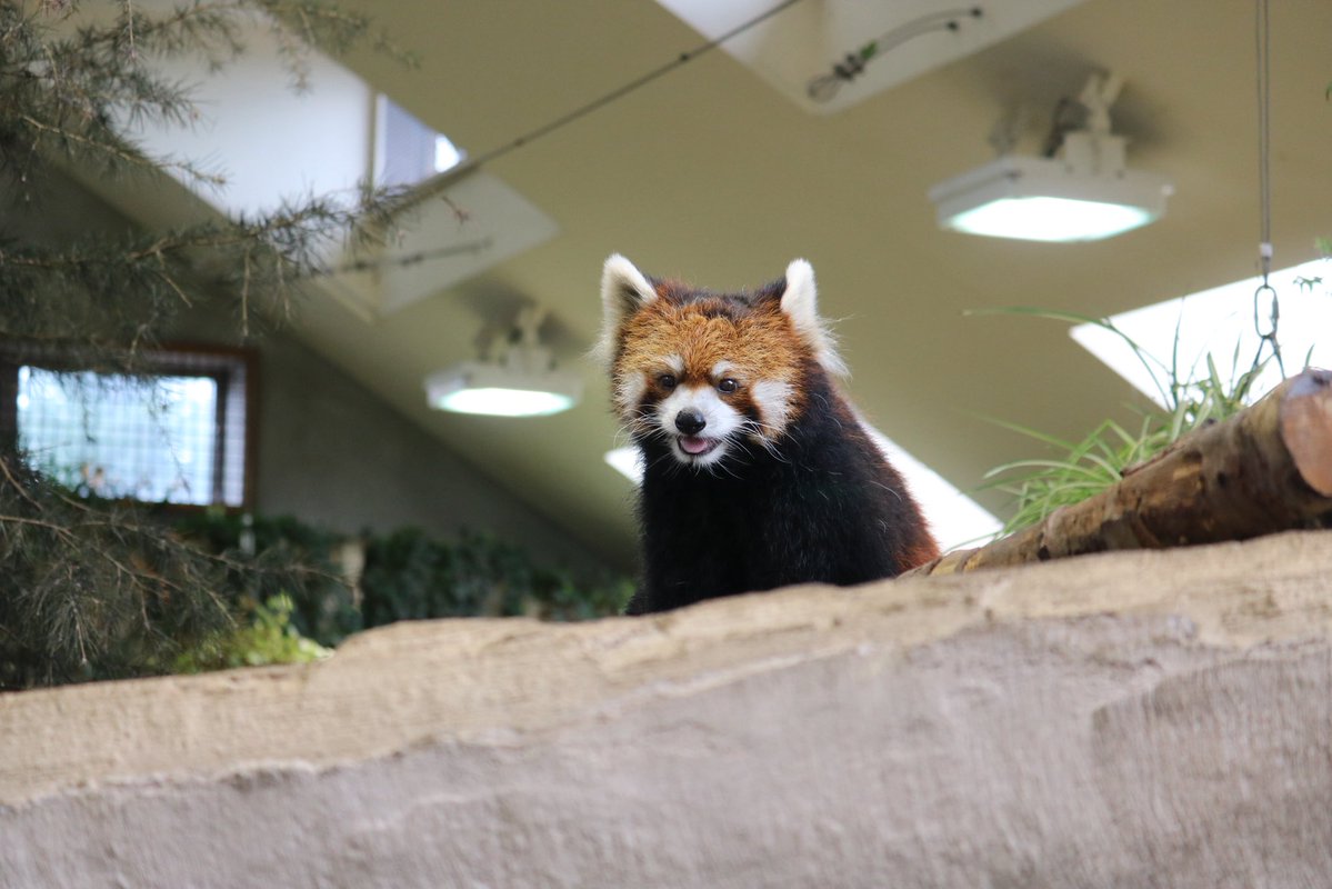 _takeman's tweet image. 250914 那須どうぶつ王国　ロンロン
与作栄作大事大福のママ。眉は完全にママ似だね。#那須どうぶつ王国 #nasuanimalkingdom #レッサーパンダ #ロンロン #栄栄