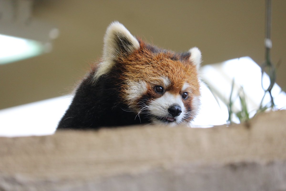 _takeman's tweet image. 250914 那須どうぶつ王国　ロンロン
与作栄作大事大福のママ。眉は完全にママ似だね。#那須どうぶつ王国 #nasuanimalkingdom #レッサーパンダ #ロンロン #栄栄