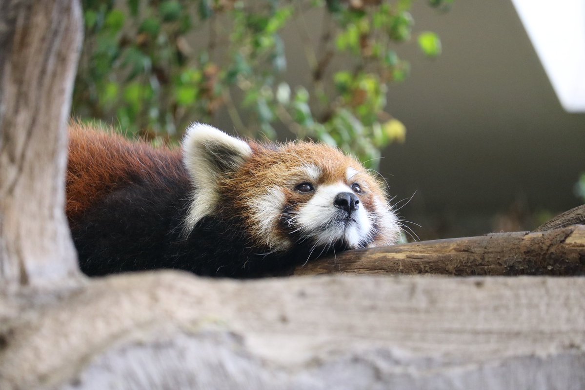 _takeman's tweet image. 250914 那須どうぶつ王国　ロンロン
与作栄作大事大福のママ。眉は完全にママ似だね。#那須どうぶつ王国 #nasuanimalkingdom #レッサーパンダ #ロンロン #栄栄