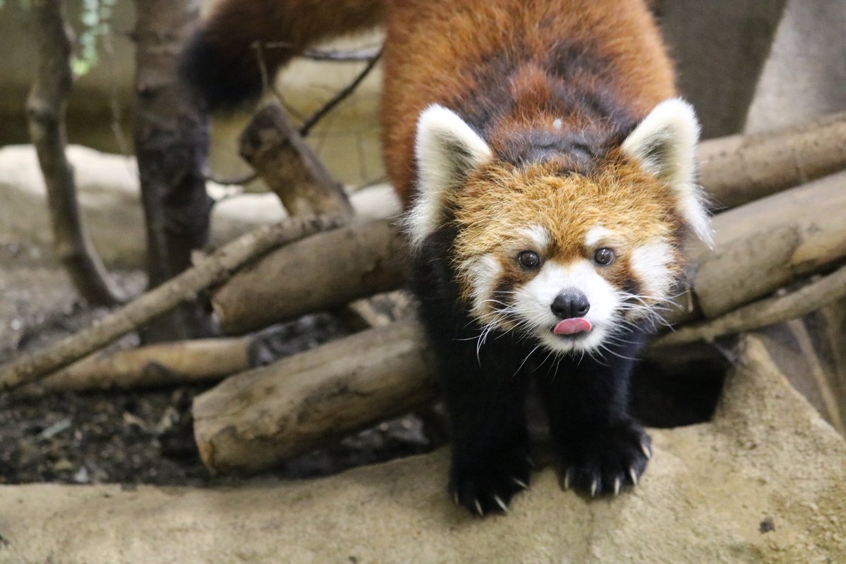 _takeman's tweet image. 250914 那須どうぶつ王国　ロンロン
与作栄作大事大福のママ。眉は完全にママ似だね。#那須どうぶつ王国 #nasuanimalkingdom #レッサーパンダ #ロンロン #栄栄