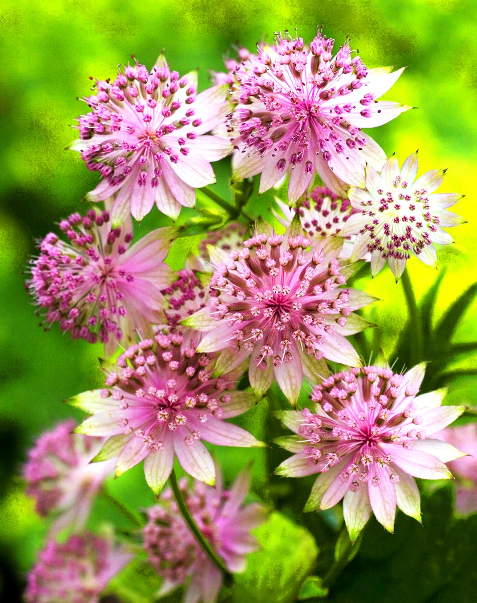 geologyBits's tweet photo. 🟥 🪴 Astrantia 'Buckland'
is a compact, clump-forming perennial cultivar of Astrantia major in the Apiaceae family, growing 45-60 cm tall with slender upright stems and produces deeply lobed.
🔁 ❤️
#AstrantiaBuckland #Masterwort
🎞️ YouTube: @perennial-garden
▶️ From early to midsummer (often reblooming into autumn with deadheading), it bears rounded umbel-like flower heads about 5 cm across, each consisting of a central cluster of tiny greenish-white florets surrounded by a showy collar of overlapping bracts in soft blush-pink to pale rose, fading to silvery-white at the edges for a delicate, papery appearance.
The plant spreads slowly via rhizomes and attracts pollinators such as bees and hoverflies.
▶️ Cultivation: Prefers partial shade to full s
ter.
▪️ Water regularly to keep soil consistently moist, especially in summer; mulch helps retain moisture.
▪️ Cut back spent flower stems to encourage rebloom and tidy appearance.
▪️ Divide clumps every 3–4 years in spring to maintain vigor.
▪️ Mulch in colder areas for winter protection.
USDA Hardiness Zones: 4-8.