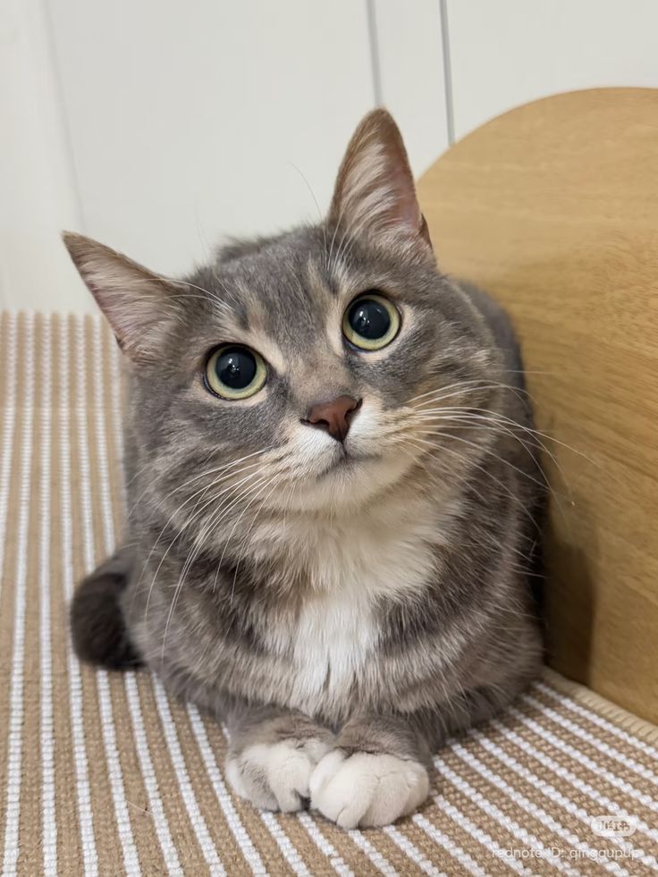 cutest cats (@cutestscats) on Twitter photo 