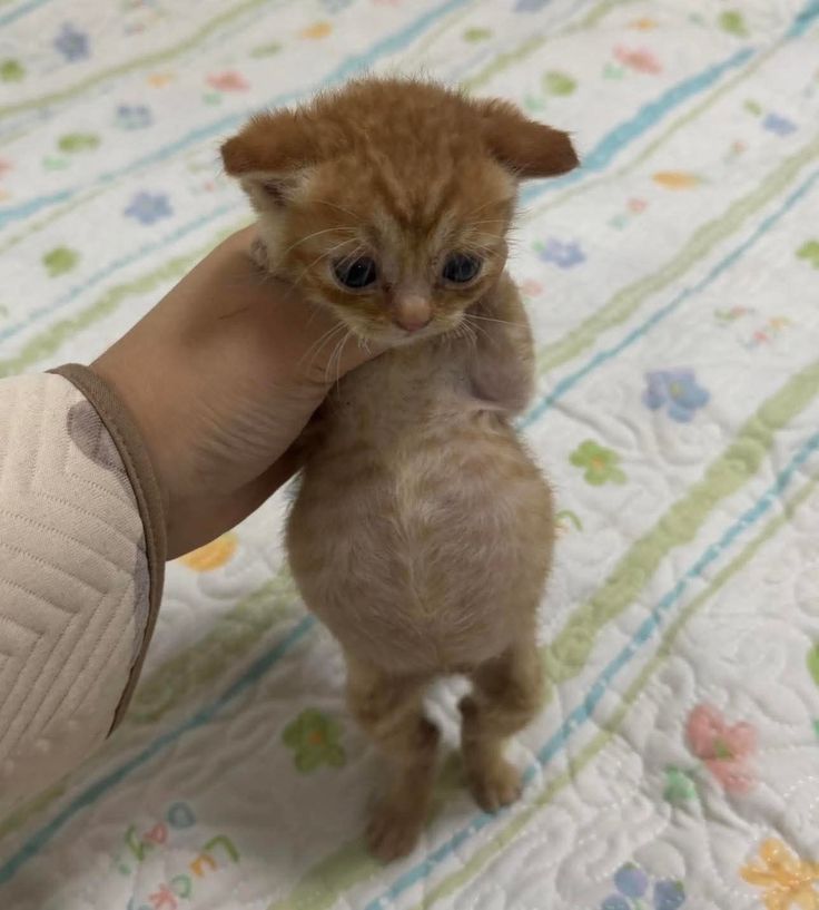 cutest cats tweet media