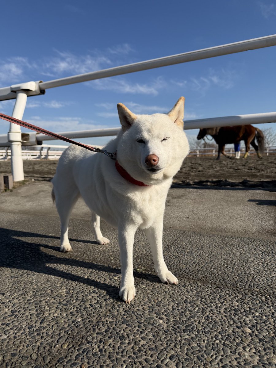 チョビ (@sirosibainu) / Posts / X