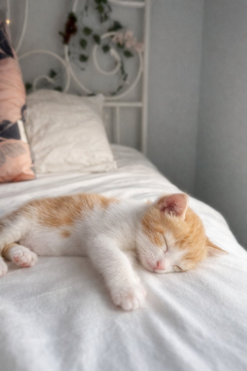 cutestscats's tweet image. 