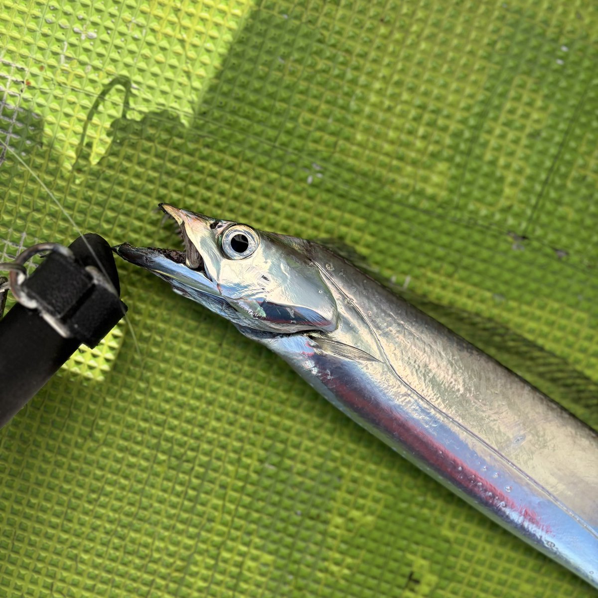 tomorimo's tweet image. 想定外のめちゃ渋。
やっと顔見ました🥲