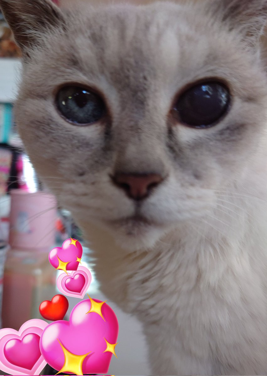 ピンクちゃん💗20歳8カ月 美しく元気よ🌹 #シャムトラ #Pink