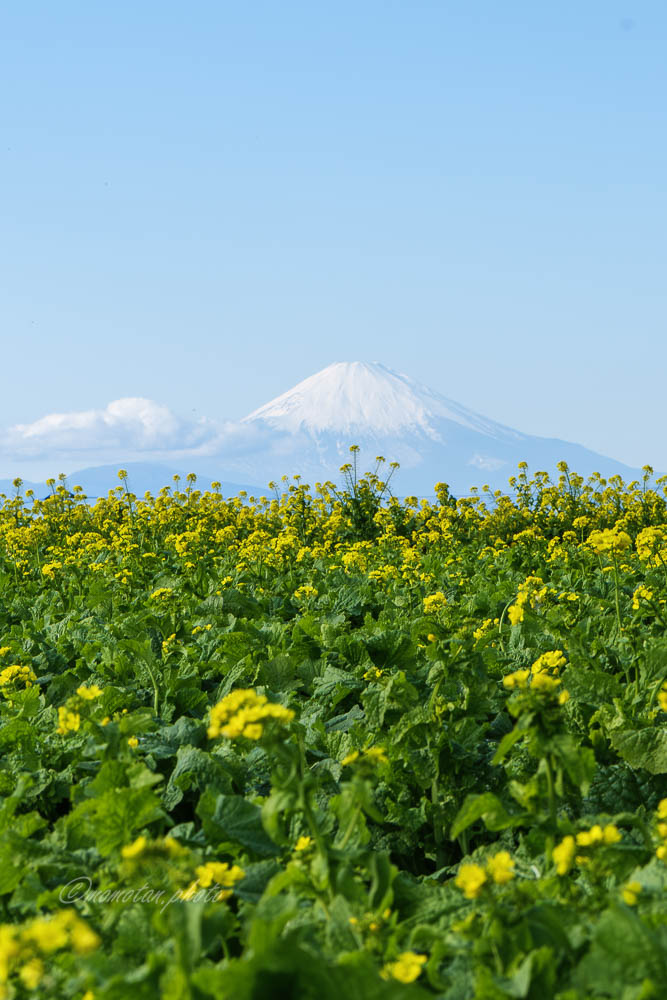 ⿻*.· 小さな幸せを *.·⿻ たくさん集めて *.·⿻ ⿻*.·⿻*.· *.·⿻ *.·⿻🗻