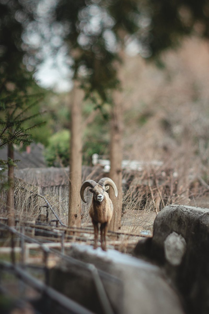 箱庭はこのリンタロウから始まった写真集だからやはり金沢動物園とオオツノヒツジは私にとってイマジネーションの源
好きって最高の原動力