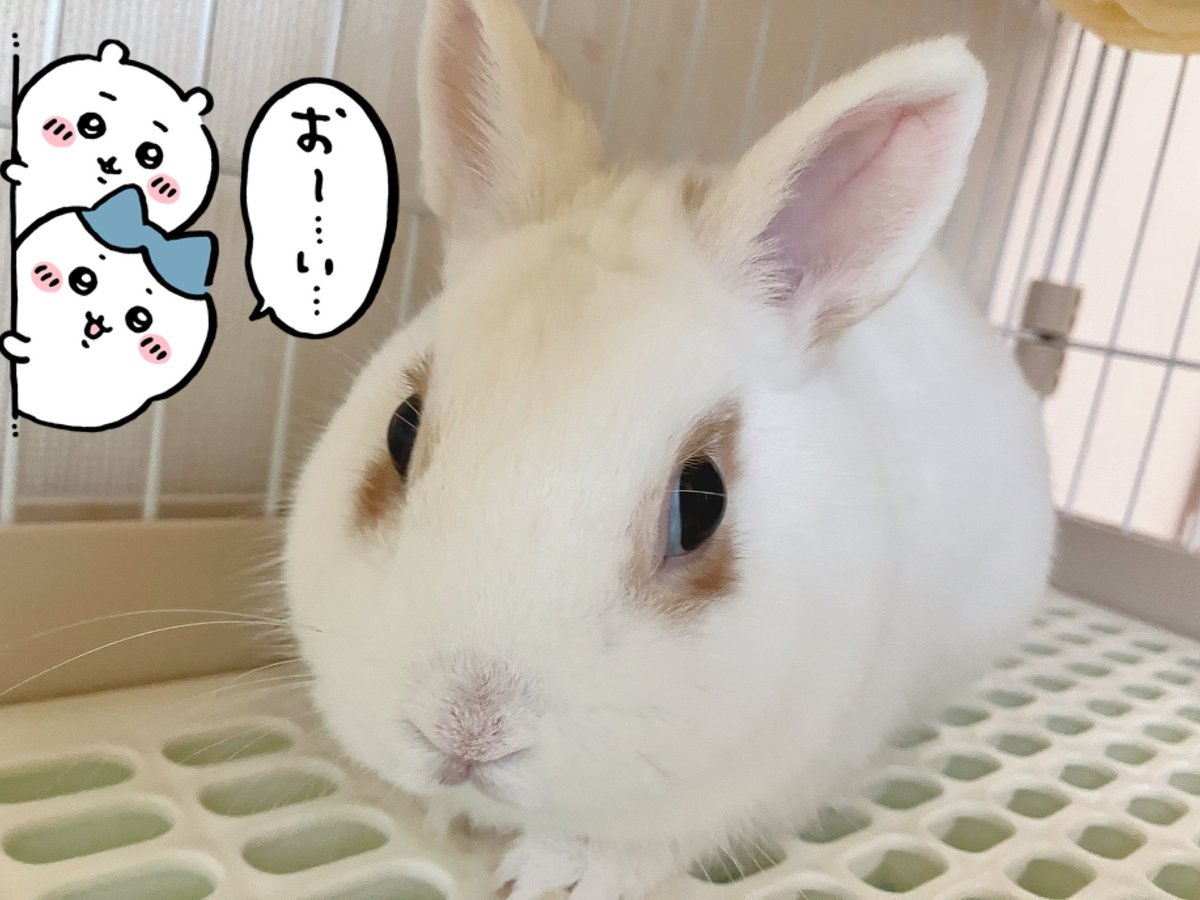 ロザリータ🐁 tweet media