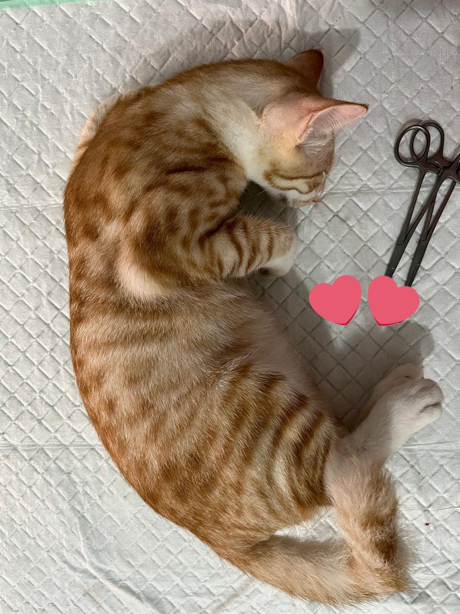 CimimoCats_'s tweet photo. sunatan ciyo 🐈 https://t.co/taBhiZhPTF