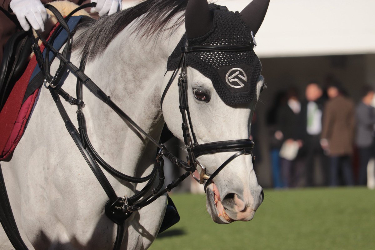 月城紫音 (@zion_ametista) / Posts / X