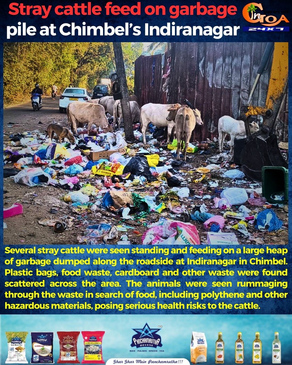 InGoa24x7's tweet photo. Stray cattle feed on garbage pile at Chimbel’s Indiranagar
#Goa #Goanews #StrayCattle #GarbagePile https://t.co/iMj7M86CU6