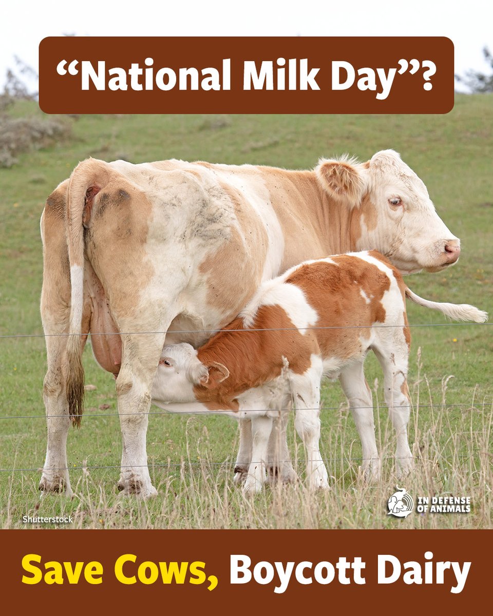 IDAUSA's tweet image. #Dairy depends on normalized violence: forced pregnancies, stolen babies, killed male calves, and mothers slaughtered when their bodies wear out. Choose plant milks and stand with the animals instead. Get Our #Vegan Guide: bit.ly/4pwnjQQ

#CrueltyFree #NationalMilkDay