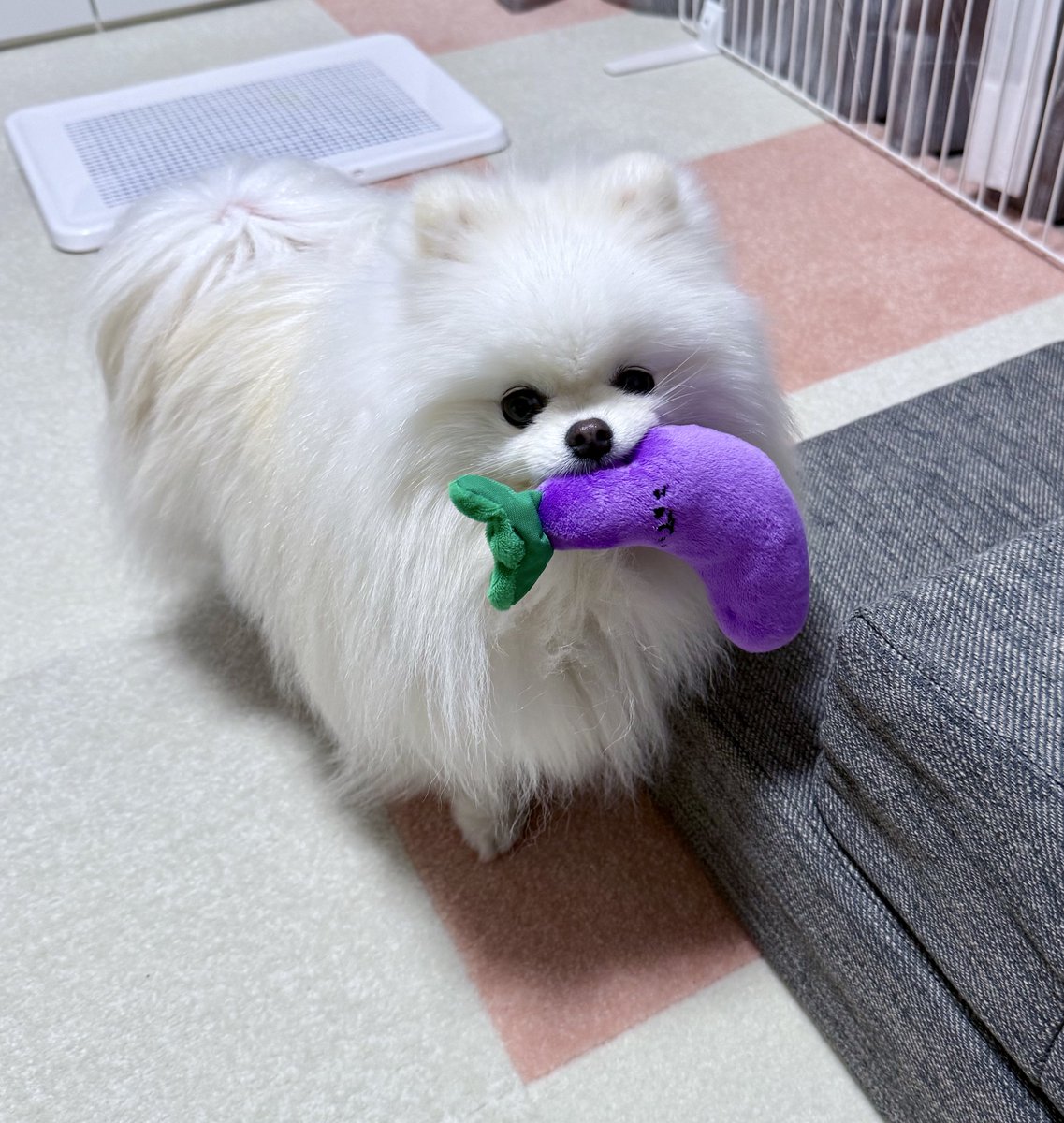 ポメラニアンのおもち (@omochi_pome16) / Posts / X