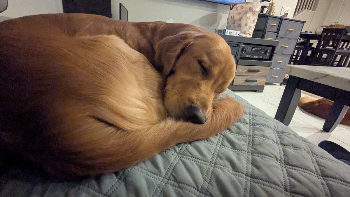 レオさん、今日初めての体験。 片足上げて💩しました🤣🤣 明日から毎回