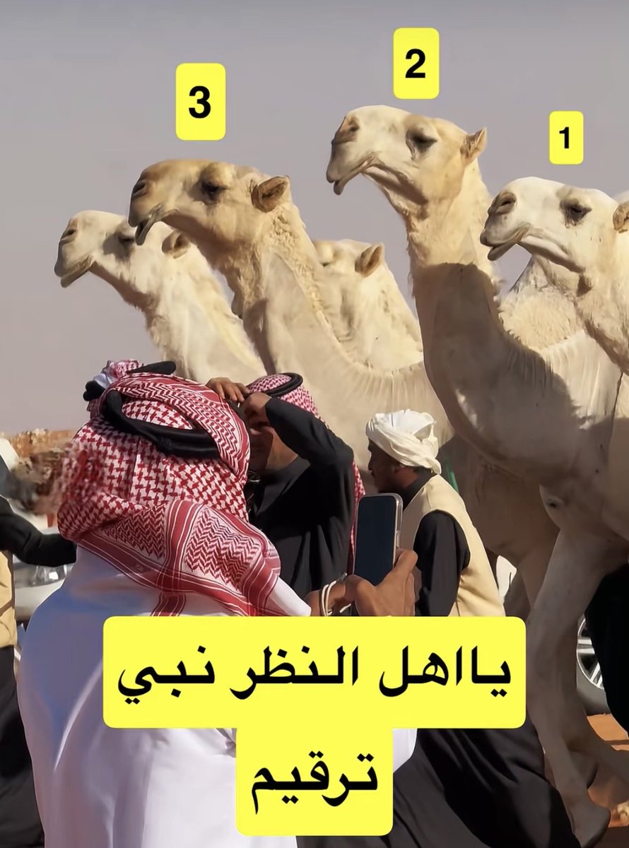 vip خاص نوادرالابل tweet media