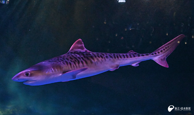 18年ぶり…！ 🆕イタチザメ 📍太平洋 サメ水槽 相模湾では1993年に