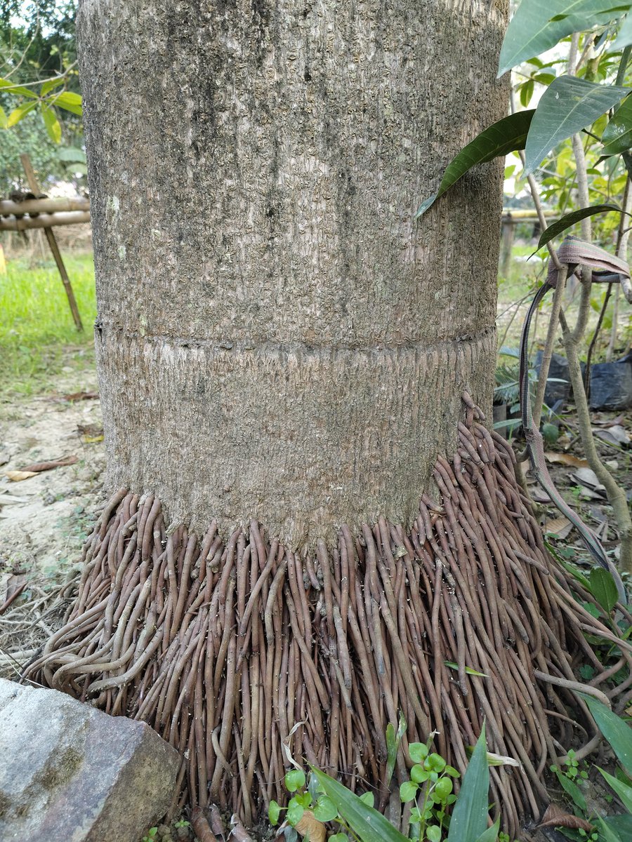 plantified16's tweet photo. Nature knows how to stand tall---even on stilts 🌴✨

#Stiltroots act like natural pillars #PalmTree #PlantLife #Plants #Nature https://t.co/AnGFZMDOni