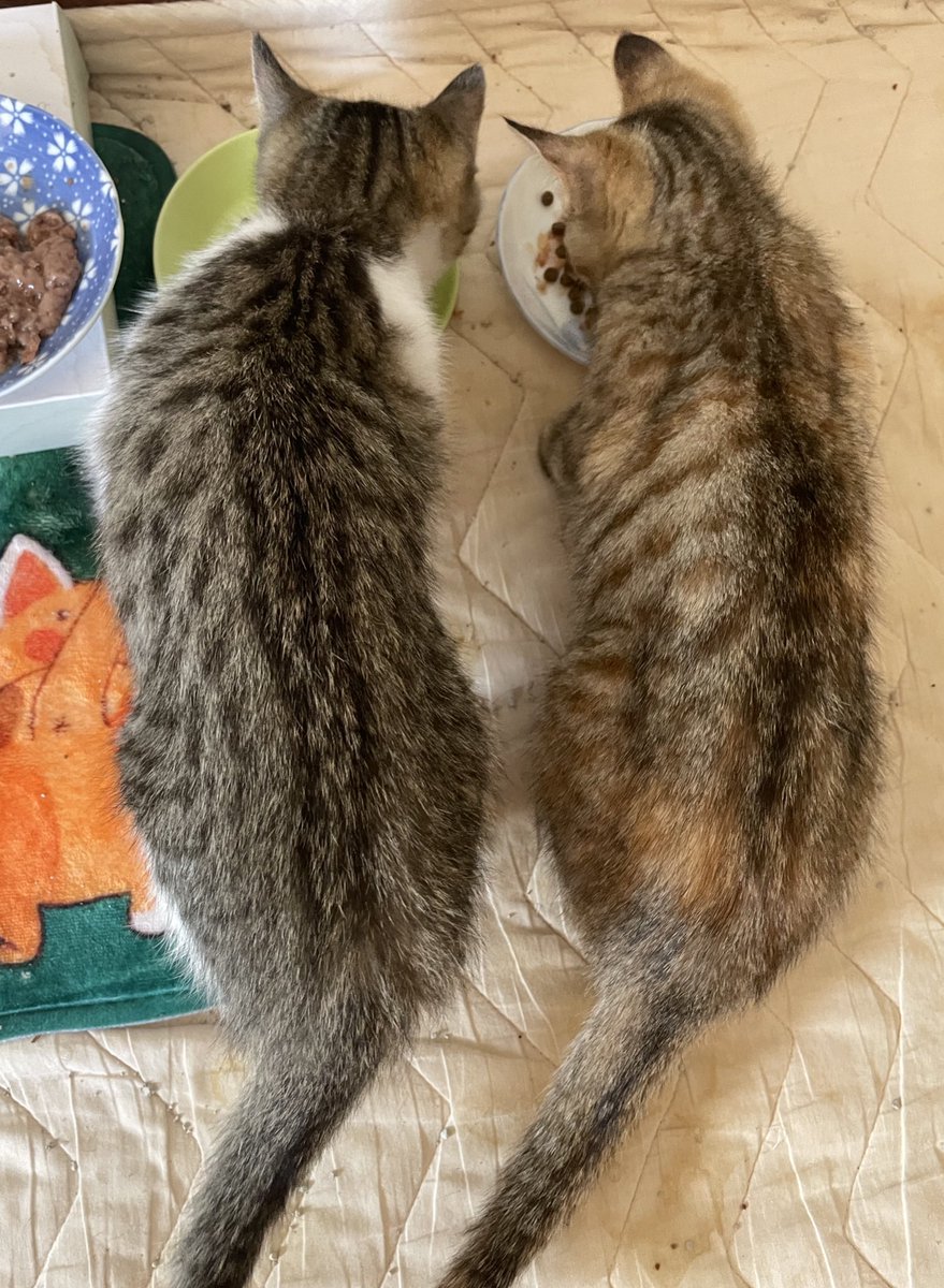 リュウコさん (@fanta326) / Posts / X