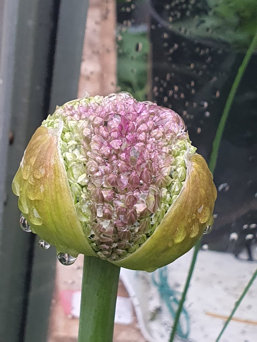 tinawhite09's tweet photo. Have a lovely Saturday everyone #alium https://t.co/ADYHT4I8gX