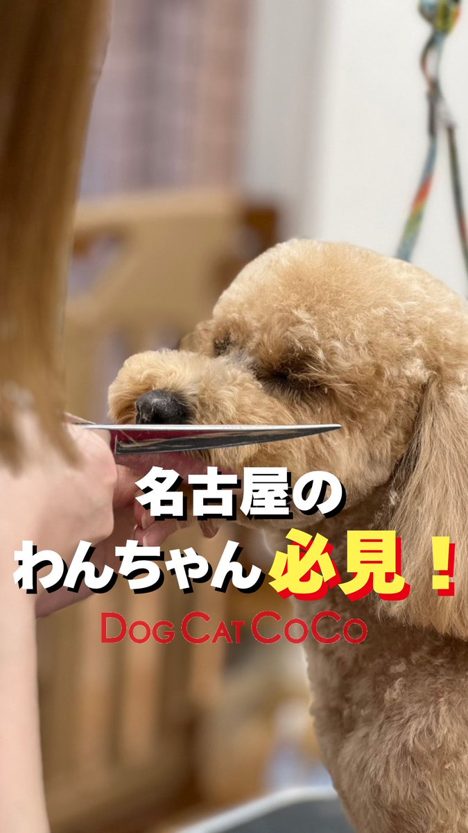 dogcat_coco's tweet photo. トリミングやペットホテルは
「早く終わればいい 」
ものではないと考えています。

名古屋 DOGCAT COCOでは
わんちゃんの気持ちを最優先に
かわいさだけでなく健やかさも大切に✨

無理をせず、その子のペースで
安心できる時間であることを
いちばんに大切にしています🐶🐾 https://t.co/VeS7HXpRv9