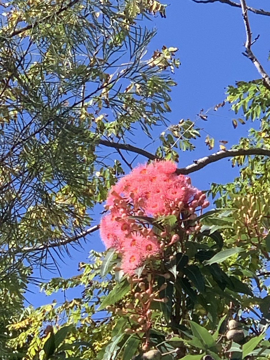 debzhealey's tweet photo. Tricky birds🤣#notthere https://t.co/edvYcTUAT2
