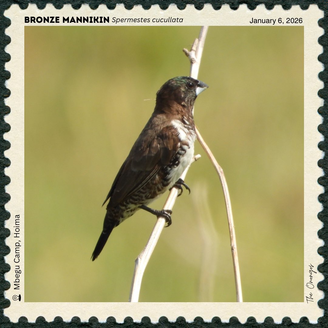 onongo_jonathan's tweet photo. Bird of the Day: 
Bronze Mannikin (Spermestes cucullata)

📍 Mbegu Camp, Hoima, Uganda

A small, social finch that feeds mainly on grass seeds and thrives in grasslands.

#BirdsSeenIn2026 #birdphotography #birdsofuganda #wildlifephotography https://t.co/34vQLVblyU