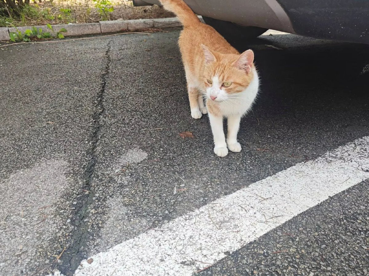 Terminstg's tweet image. A curious soul just exploring the world around. 🐾💛