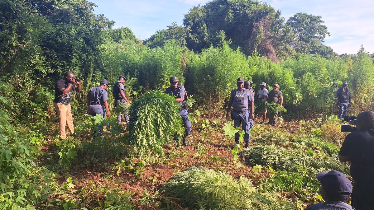 _ArriveAlive's tweet photo. Police led to a major discovery of a dagga field worth about R2.9 million near Schoemansdal
https://t.co/3WGeZGWjQn
#ArriveAlive #Crime #Dagga @SAPoliceService https://t.co/9QROxvDol2