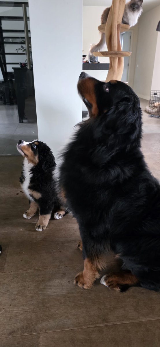 zaagvis's tweet image. Op naar het werk, maak er een hele fijne dag van iedereen en #SpreadTheLove, oww #Puppyspam van Hera natuurlijk samen met Guus leren zitten.