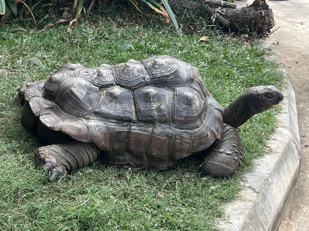 Savey Phin tweet media