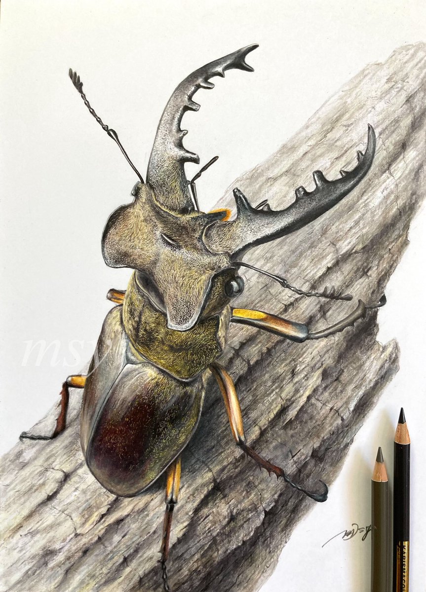 色鉛筆画のミヤマクワガタ
完成しました！
今回は木もしっかり描き込みました✏️

少し先ですが、4月19日〜5月2日に
新宿世界堂6階、ギャラリーフォンテーヌで開催される理科美術展でこのミヤマの
原画を展示する予定です。
#色鉛筆画
#coloredpencil