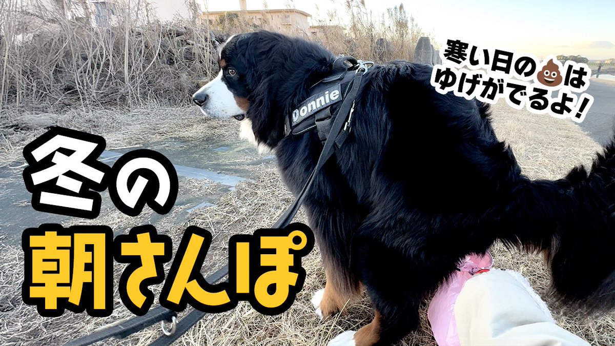冬の朝さんぽ！【バーニーズ2歳6ヶ月】
youtu.be/bGUIjd4HQ1c