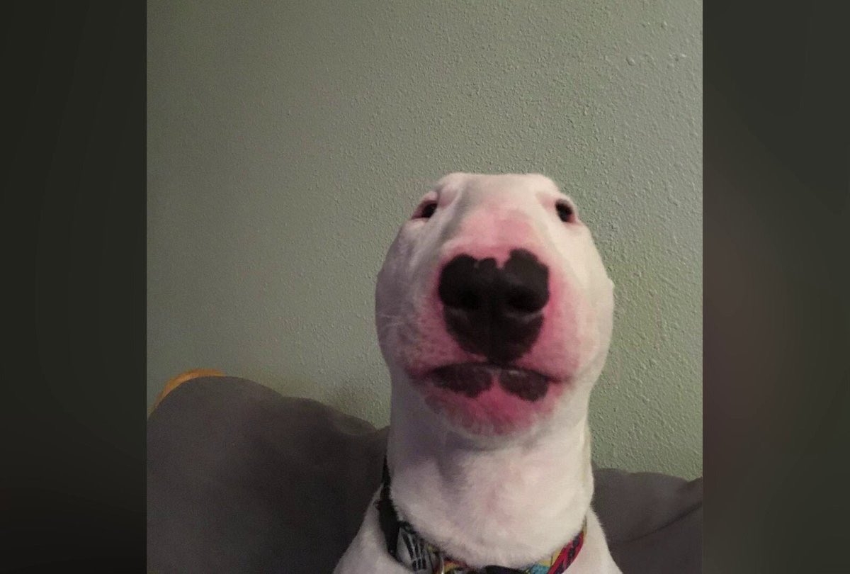 Inosuke_SOL's tweet photo. In a sea of pump-and-dump pups, $WALTER emerges as the timeless good boy who’s been fetching gains for over a year straight. With a solid floor that’s weathering every market storm and a vibrant community of 3,800+ holders keeping the energy alive, this Solana meme icon isn’t just surviving—it’s thriving! 🐶💪 Ready to join the pack and see why loyalty pays off? Check out the OG dog that’s still got that viral spark. Woof your way to potential moonshots! #WalterDogSolana