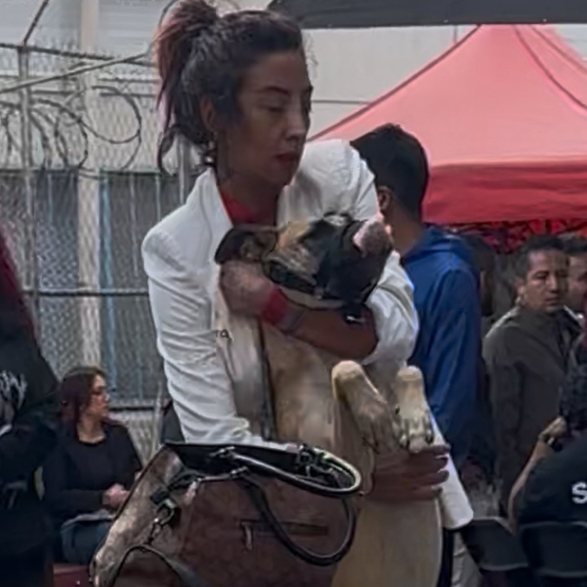 Brugada excluye a la titular de la Agencia de Atención Animal

En la conferencia dedicada al caso Haghenbeck–Franciscano centrada en el traslado de animales.

Clara Brugada excluyó públicamente a la titular de la Agencia de Atención Animal (AGATAN).

La autoridad técnica obligada