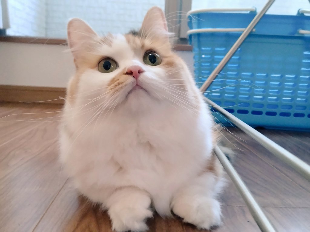 Post by ネコ好きおじさん on X: モフモフ猫