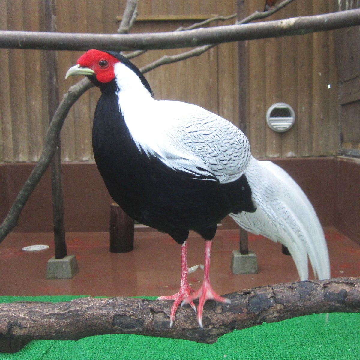 matsuevogelpark's tweet image. #110番の日
白黒の羽に赤い顔。
まんまパトカー色のハッカンです。

#ハッカン