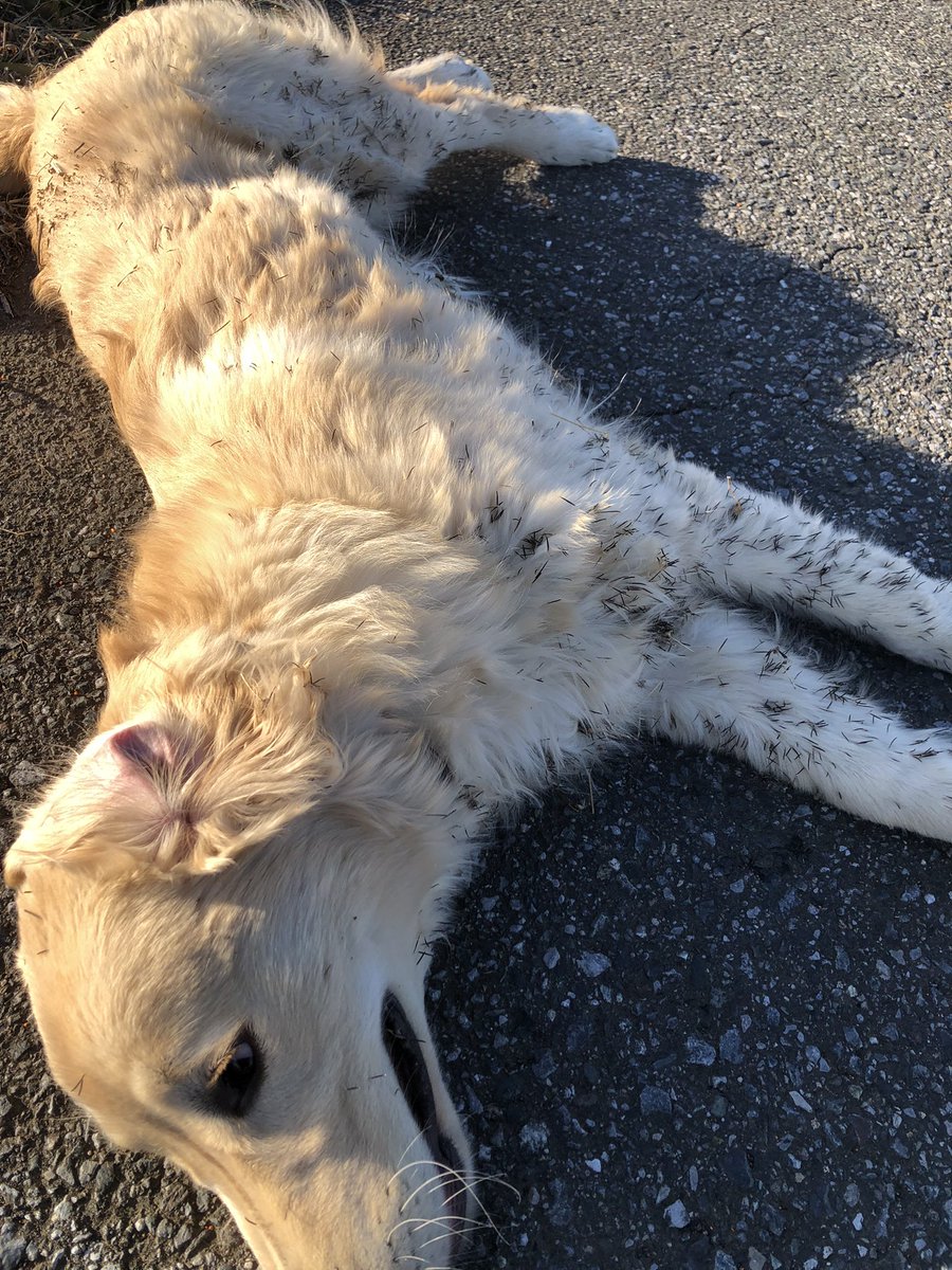 植物の勝ち　
犬の勝ち
俺の負け