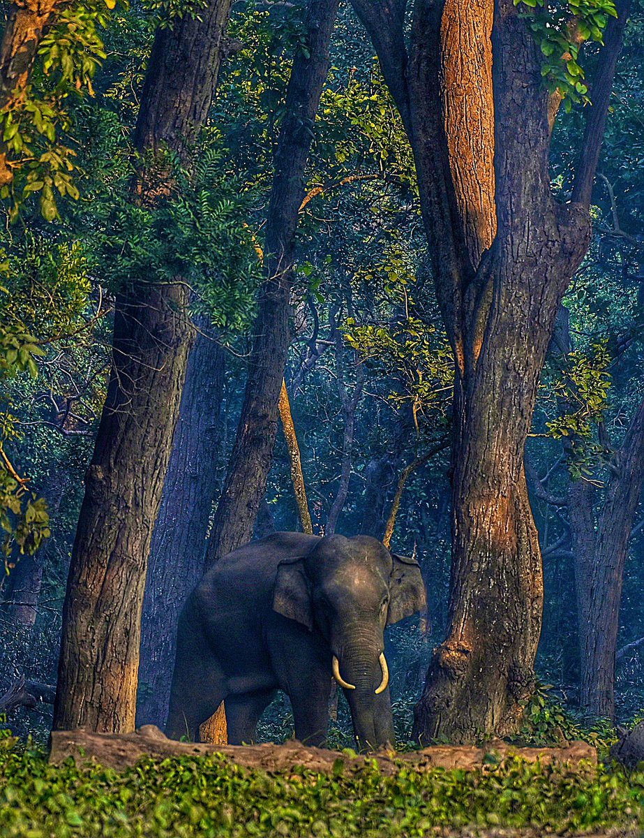 A young elephant bull in Sal jungles of Terai. A sight to behold. 

PC: Surendra Kumar