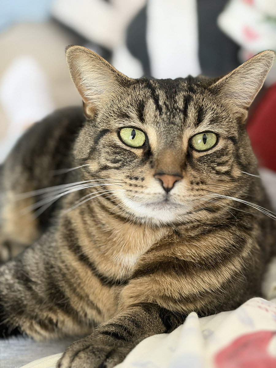 agentofshield's tweet image. adoption photo vs now 😭😭😭 baby blue is not so baby anymore