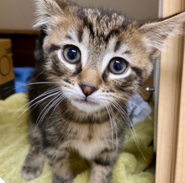 agentofshield's tweet image. adoption photo vs now 😭😭😭 baby blue is not so baby anymore