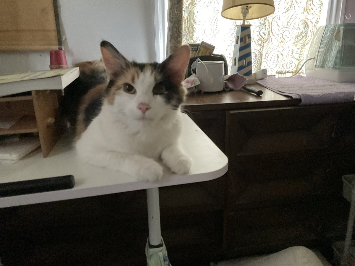 SoloPocono2's tweet photo. A quick HAPPY post…mostly. For those unaware, in Oct 2024, first, I lost my precious feline Soulmate, Dr Kitty Leela.  Days later, I was diagnosed with my first, still unruptured aneurysm.  I was told I likely wouldn’t make it to Christmas 2024. In Jan last year, they offered to do an extremely risky surgery to repair my Basilar artery. I was born with 2 rare genetic disorders which combine to form degenerative connective tissue disease…which includes my arteries and veins. My precious son passed 4 years ago from a similar aneurysm. After more tests, 2 more aneurysms in the same artery were found. My granddaughter, my only grandchild, was due in March. “It’s a 73% risk of complications or death..but it’s your only hope to meet your grandchild. As you can see in my avatar, I have “met” Alice Sophia numerous times now.
I’m a quality over quantity person.  I would rather die than live in a nursing home the rest of my life.
Somehow, I’m still here. I had gotten off twitter at my girls, best friend and doctor’s requests..because “high stress or you getting upset WILL rupture the aneurysms.
 I worked in emergency rooms, disaster management and medical research most of my life. I THRIVE on stress. And with my country falling apart at the broken seams; I can’t keep my mouth shut.
Oh, I also adopted another very sick kitten, who like Leela, wasn’t supposed to live. That was in April. I named her Xīwàng, we call her Xixi for short. Considering both of us, I felt HOPE was a good name! My Grumpy Gremlin (what my girls call her), has a cleft palate, a heart defect and asthma. She definitely keeps me busy!  She is SPOILED ROTTEN..😂🥰😹.  She’s not very affectionate, like Leela was..but she LOVES people, especially my girls and..my landlord. His wife teases him when he’s here saying he’s with “another woman”. 😂🥰. If I pass away before Xixi, my WONDERFUL landlords are taking her.  Anyways, THIS is my life update and some photos.  My girls still plan on leaving the country after I am gone…sometimes I wish the aneurysms would just rupture! 
My uncle Bob, a retired Catholic priest (who spent over 55 years in Bolivia, Ecuador..and Venezuela, working with the indigenous peoples, building schools, hospitals, community farms..and TRYING to protect them from exploitation.), at 90yrs old, lectured me about wanting to die…but..I am terrified for my girls. Uncle Bob himself isn’t doing well this week, worried about his “family” in Venezuela.  I’ll be off and on.
❤️🇨🇳☮️🇺🇸❤️