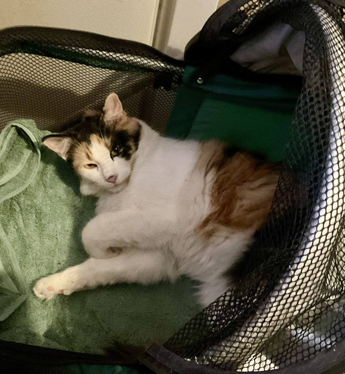 SoloPocono2's tweet photo. A quick HAPPY post…mostly. For those unaware, in Oct 2024, first, I lost my precious feline Soulmate, Dr Kitty Leela.  Days later, I was diagnosed with my first, still unruptured aneurysm.  I was told I likely wouldn’t make it to Christmas 2024. In Jan last year, they offered to do an extremely risky surgery to repair my Basilar artery. I was born with 2 rare genetic disorders which combine to form degenerative connective tissue disease…which includes my arteries and veins. My precious son passed 4 years ago from a similar aneurysm. After more tests, 2 more aneurysms in the same artery were found. My granddaughter, my only grandchild, was due in March. “It’s a 73% risk of complications or death..but it’s your only hope to meet your grandchild. As you can see in my avatar, I have “met” Alice Sophia numerous times now.
I’m a quality over quantity person.  I would rather die than live in a nursing home the rest of my life.
Somehow, I’m still here. I had gotten off twitter at my girls, best friend and doctor’s requests..because “high stress or you getting upset WILL rupture the aneurysms.
 I worked in emergency rooms, disaster management and medical research most of my life. I THRIVE on stress. And with my country falling apart at the broken seams; I can’t keep my mouth shut.
Oh, I also adopted another very sick kitten, who like Leela, wasn’t supposed to live. That was in April. I named her Xīwàng, we call her Xixi for short. Considering both of us, I felt HOPE was a good name! My Grumpy Gremlin (what my girls call her), has a cleft palate, a heart defect and asthma. She definitely keeps me busy!  She is SPOILED ROTTEN..😂🥰😹.  She’s not very affectionate, like Leela was..but she LOVES people, especially my girls and..my landlord. His wife teases him when he’s here saying he’s with “another woman”. 😂🥰. If I pass away before Xixi, my WONDERFUL landlords are taking her.  Anyways, THIS is my life update and some photos.  My girls still plan on leaving the country after I am gone…sometimes I wish the aneurysms would just rupture! 
My uncle Bob, a retired Catholic priest (who spent over 55 years in Bolivia, Ecuador..and Venezuela, working with the indigenous peoples, building schools, hospitals, community farms..and TRYING to protect them from exploitation.), at 90yrs old, lectured me about wanting to die…but..I am terrified for my girls. Uncle Bob himself isn’t doing well this week, worried about his “family” in Venezuela.  I’ll be off and on.
❤️🇨🇳☮️🇺🇸❤️