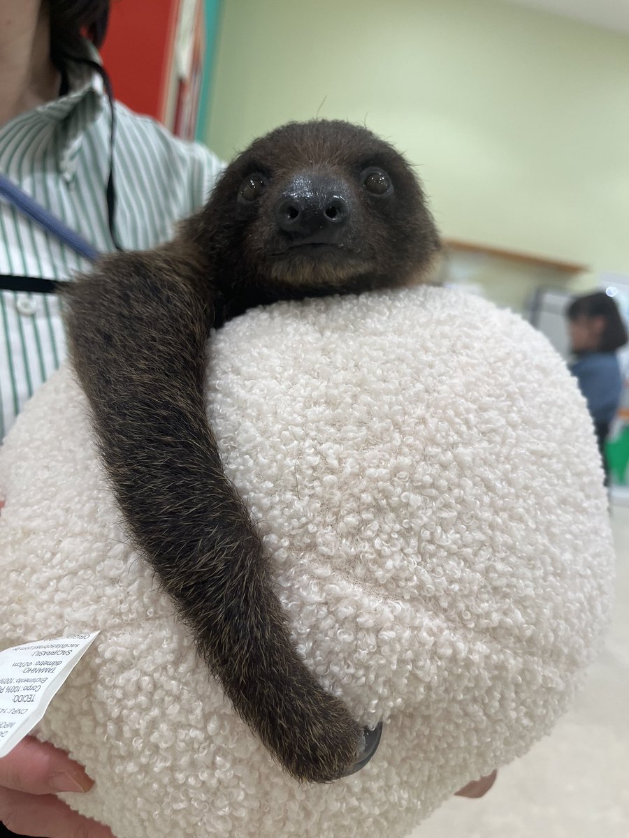 anitouchparkota's tweet photo. 1月10日はナマケモノの赤ちゃん
🦥ぽてぽてのハーフバースデー㊗️
#HalfBirthday #フタユビナマケモノ #slothbaby
#アニタッチ #アニタッチPARK #アニタッチ太田
#アニタッチparkイオンモール太田 #群馬 #太田
#群馬観光 #動物園 #室内動物園 #ふれあい https://t.co/hv6r1gIv8J