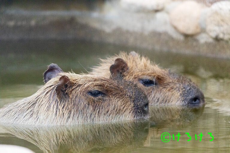 けろけろ (@capyanimal) / Posts / X