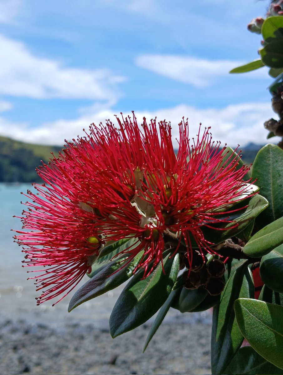 Pohutukawa flower on January 4th, Akaroa waterfront, Canterbury. Beautiful:).