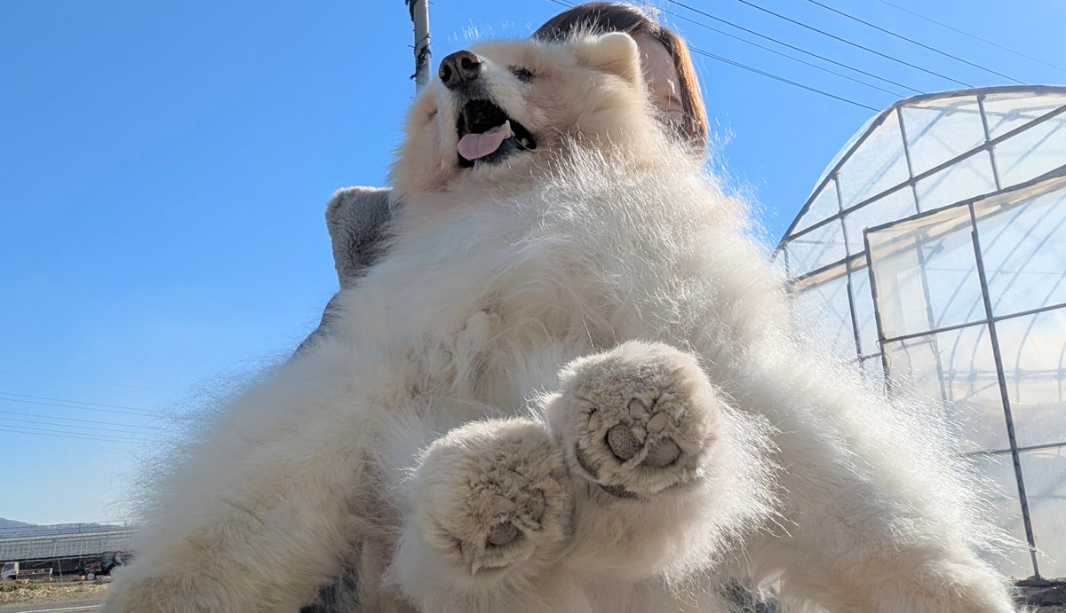 サモエドパパ サモエドがパパと男2人暮らしになった日 - YouTube