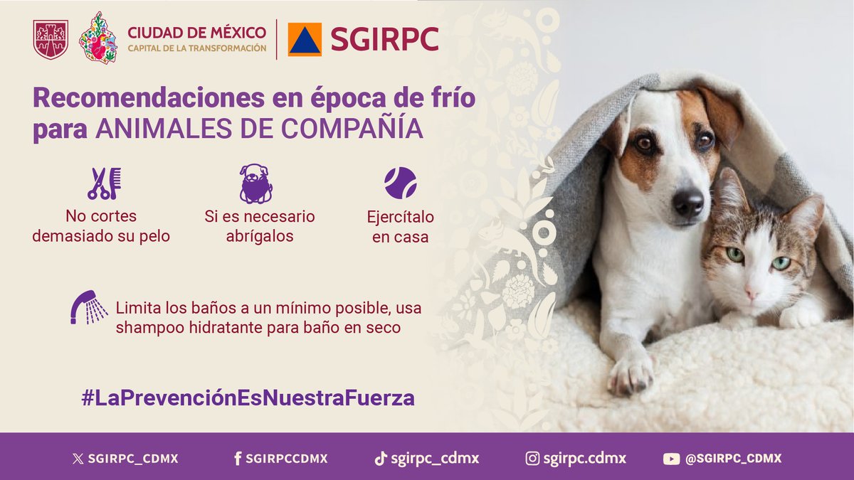 SGIRPC_CDMX's tweet photo. 🐶🐱 Ante las bajas temperaturas que se registran en la capital del país, cuidemos de nuestros animales de compañía.
#LaPrevenciónEsNuestraFuerza https://t.co/AK1tLjOXph