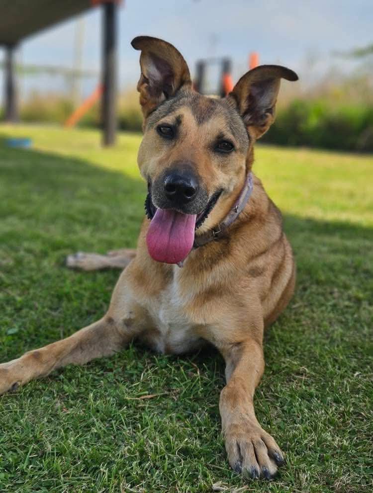 elcampito's tweet photo. ¡PAMPERITA BUSCA FAMILIA! 🥰 Ella muere por los mimos… Es super compañera para las caminatas pero ama la tranquilidad y sueña con que la arropen para dormir calentita.

Si te enamoraste, escribinos a adoptantesdelcampito@gmail.com y el equipo de adopciones se comunicará con vos! https://t.co/RtMETW02TP